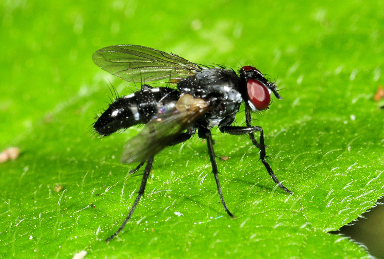 Anthomyiidae ?